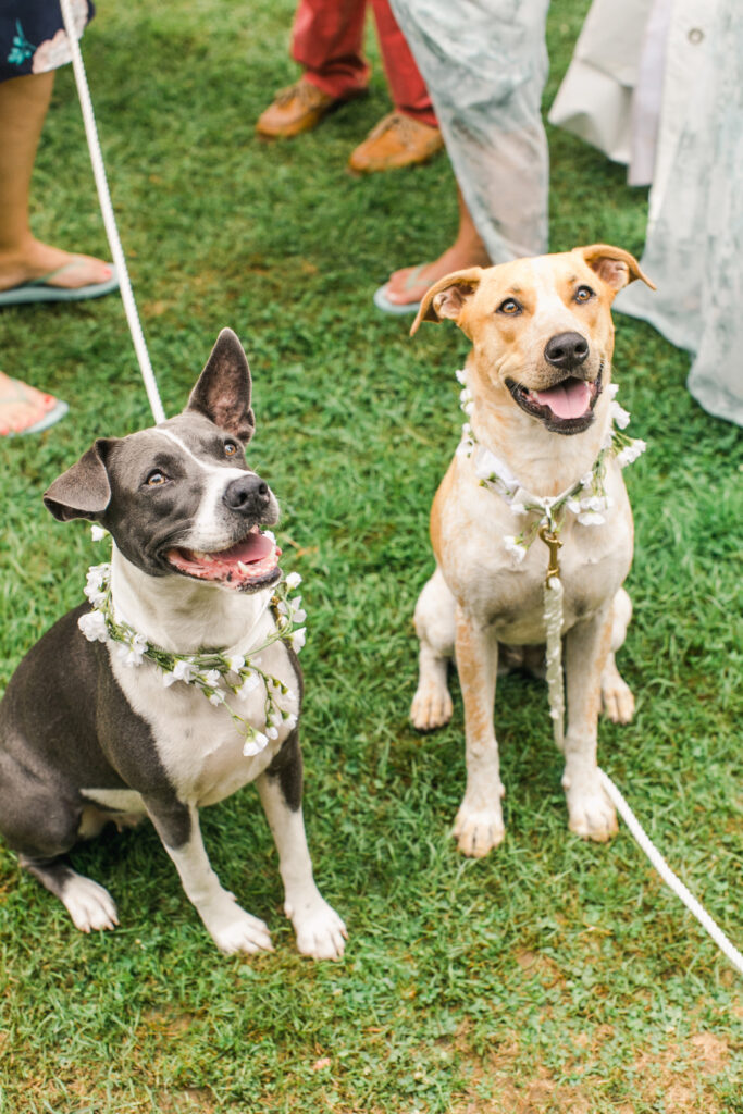 two dogs at cocktail hour