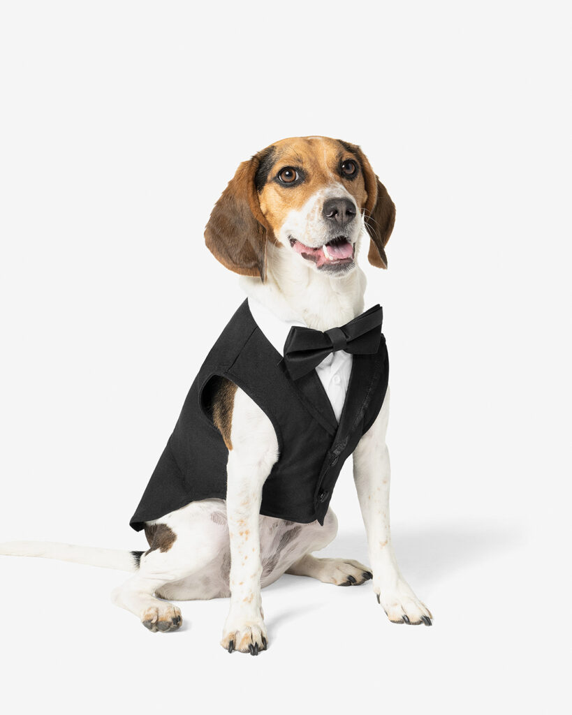 A beagle wearing a black tuxedo with a bow tie
