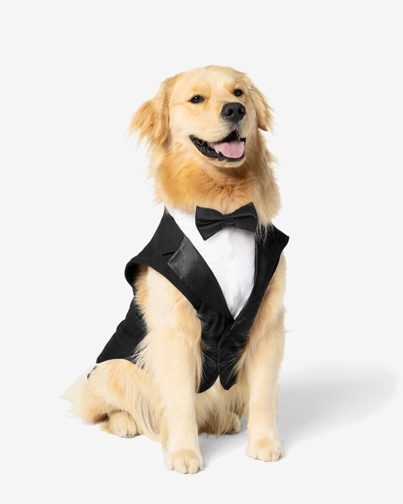 A golden retriever wearing a black tuxedo with a bow tie
